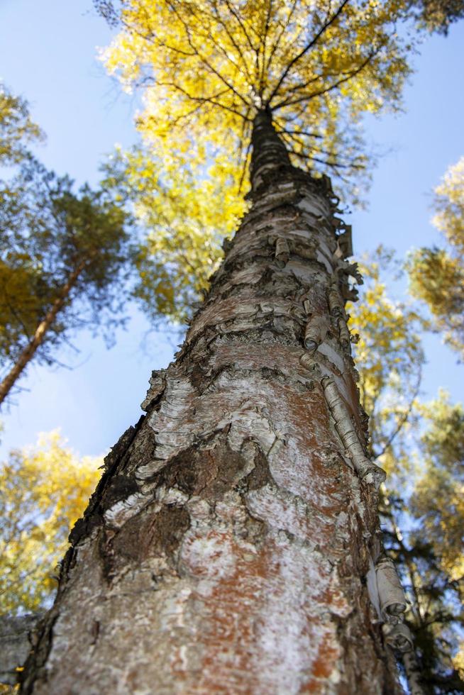 The trunk of a tree extending into the sky. Tall birches. Crown of trees against the sky. photo
