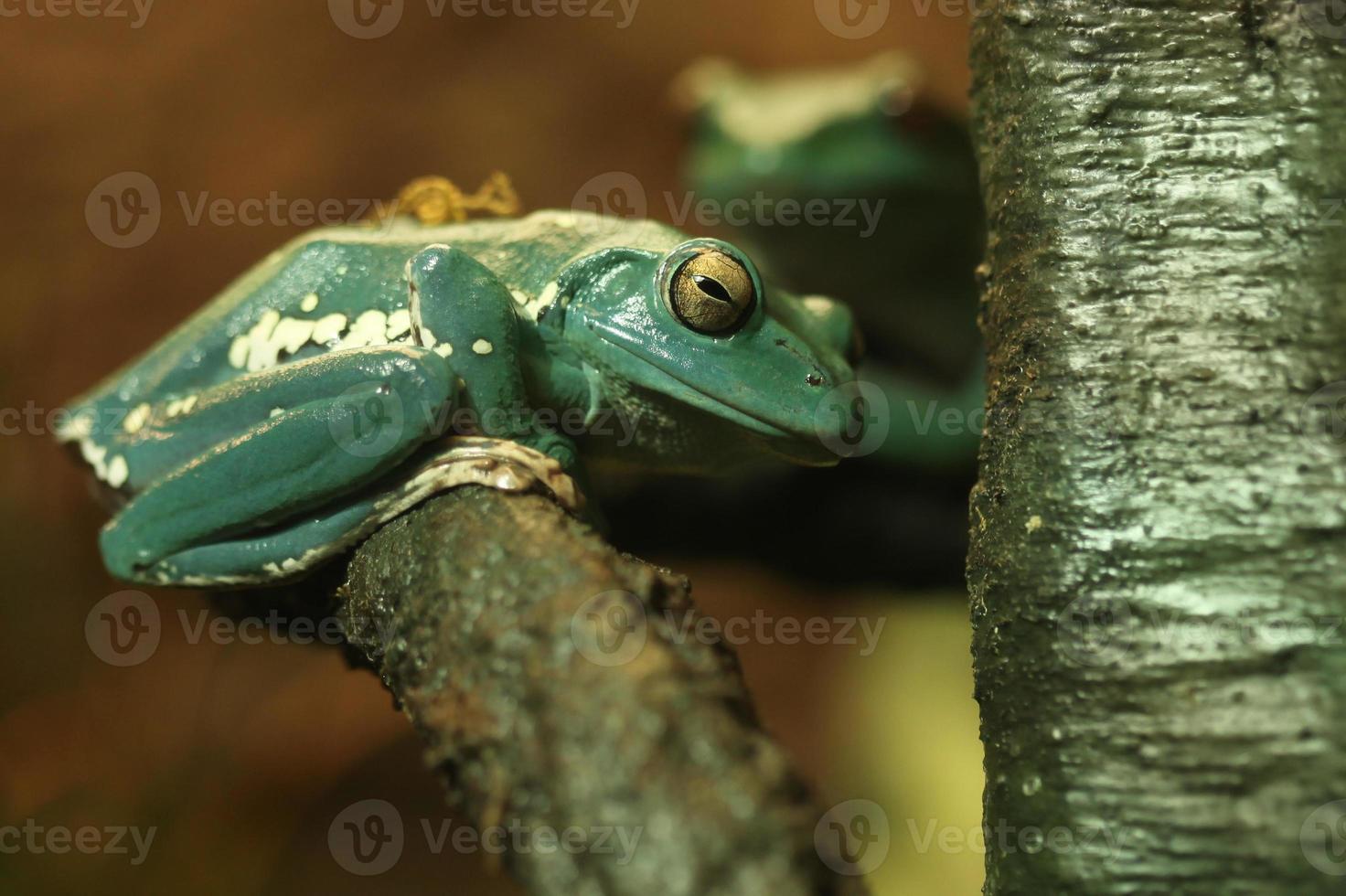 Curious Chinese Gliding Frog Sitting on a Tree Branch photo