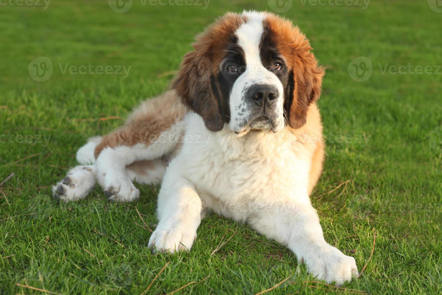 lindo cachorro de pura raza san bernardo foto