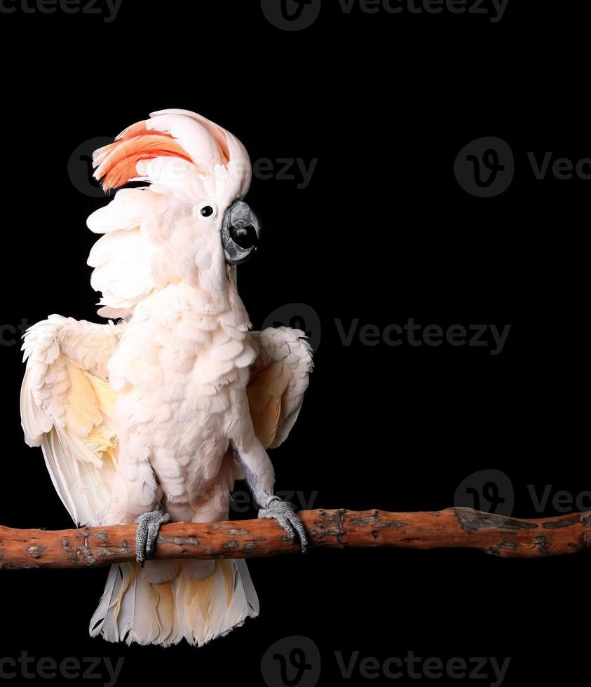 Moluccan Cockatoo With His Wings Out photo