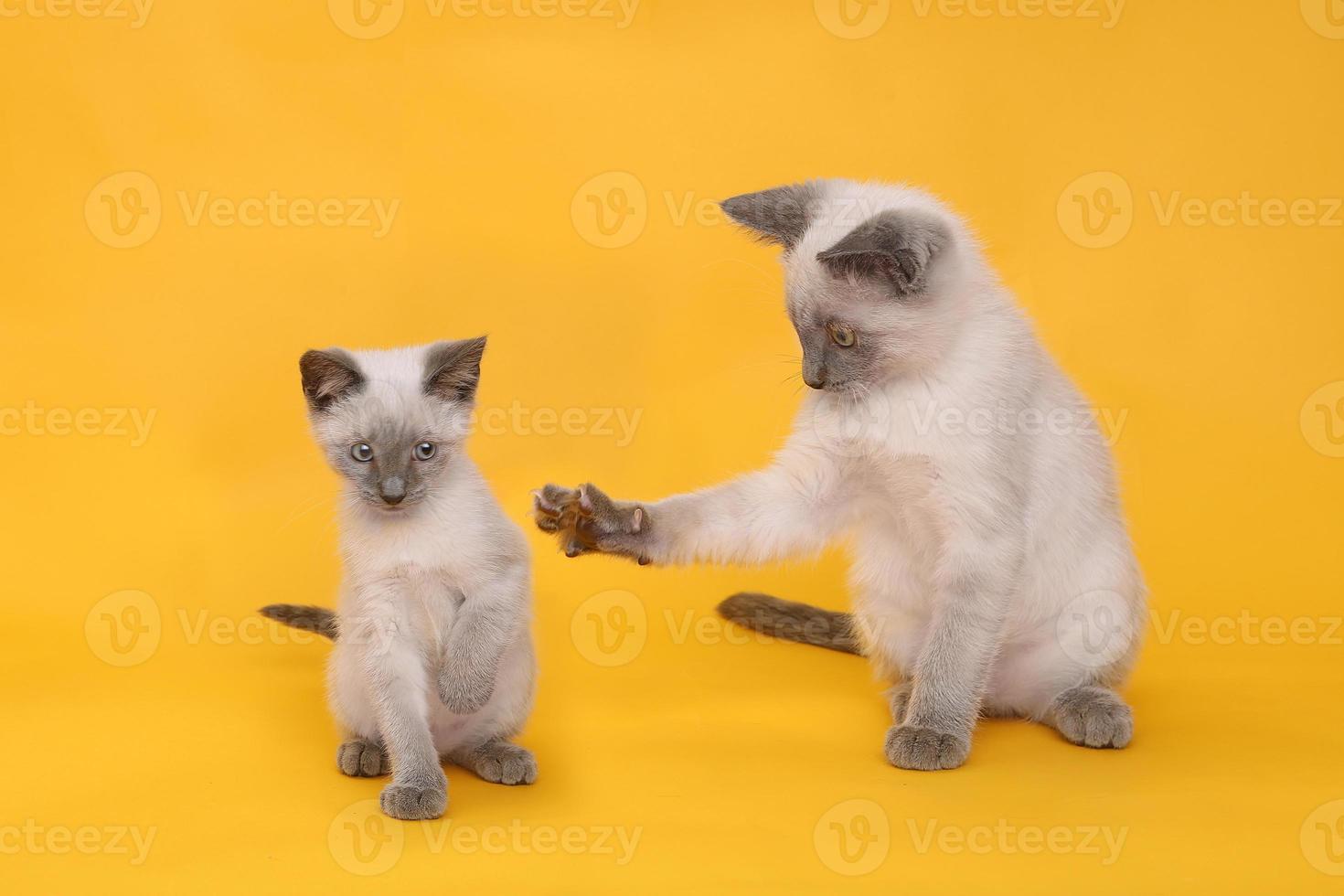 Gatitos siameses sobre fondo de colores brillantes foto