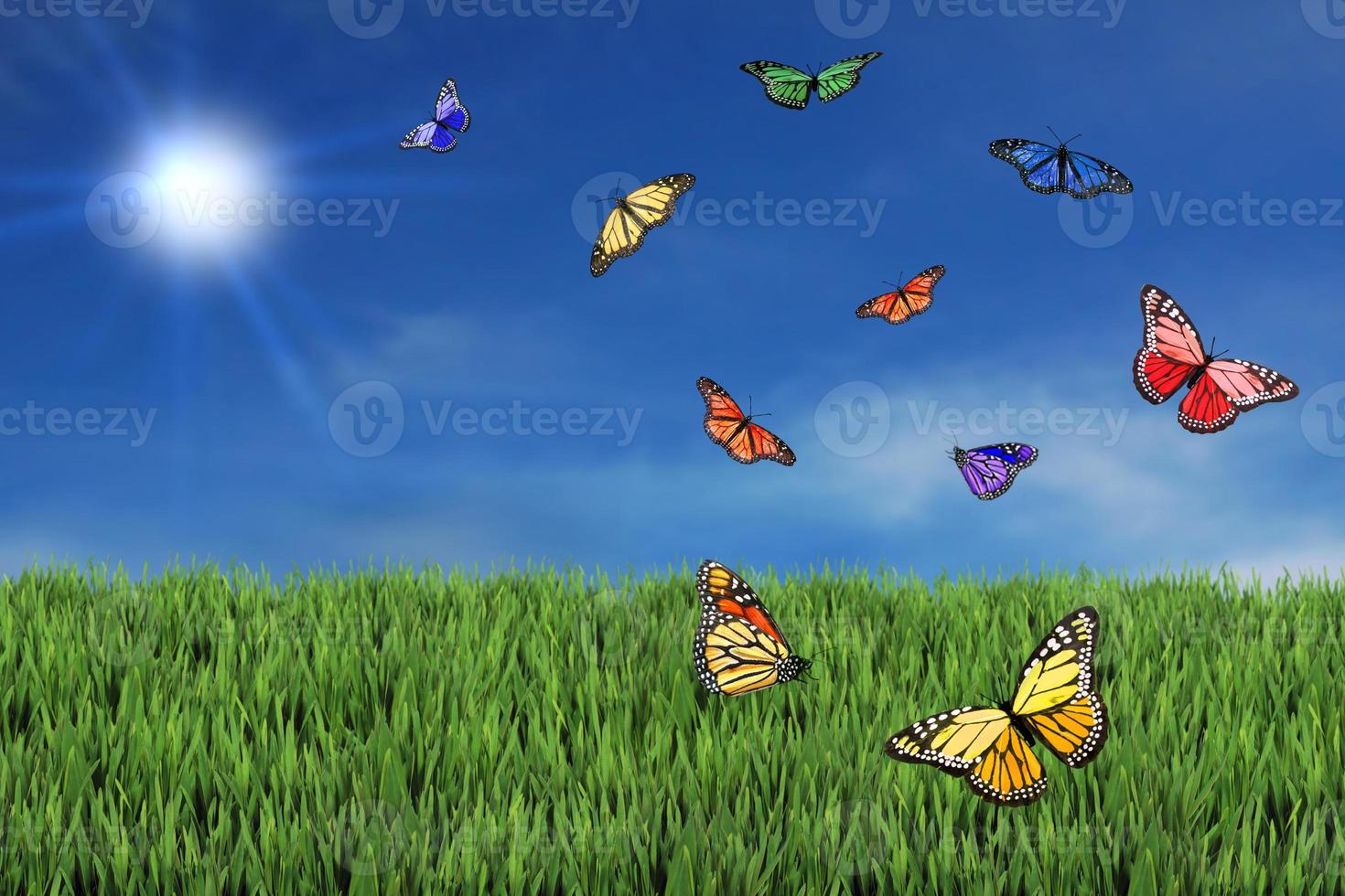 Wild and Free Butterflies photo