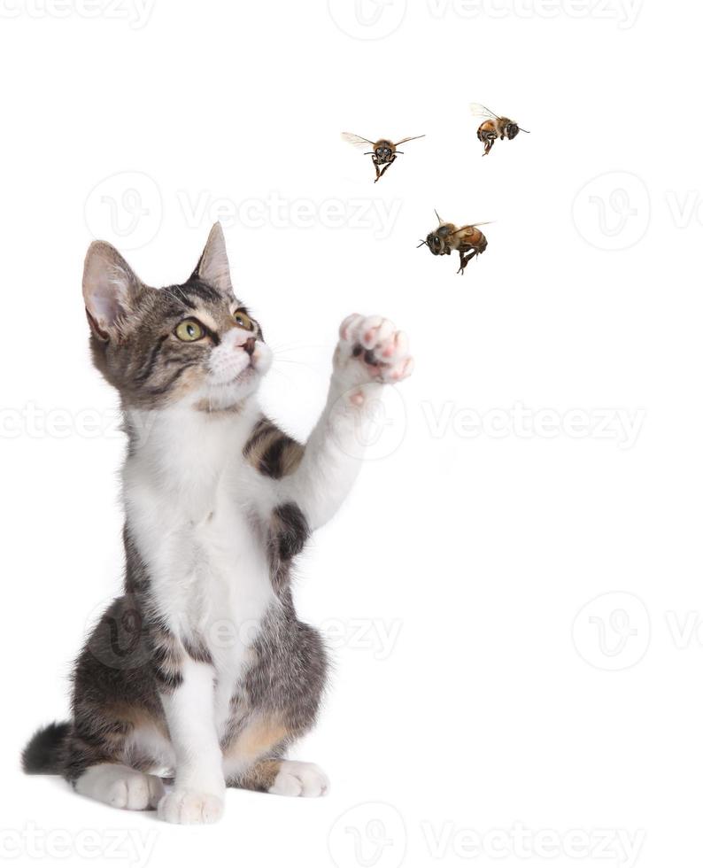 gracioso gato atrapando abejas foto