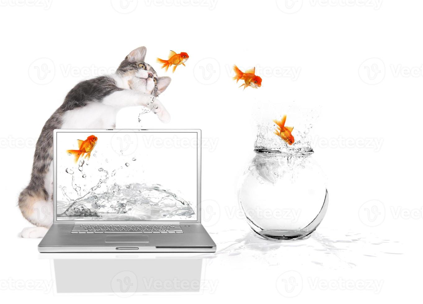 Kitty Pawing at Goldfish Flying Out of Water photo