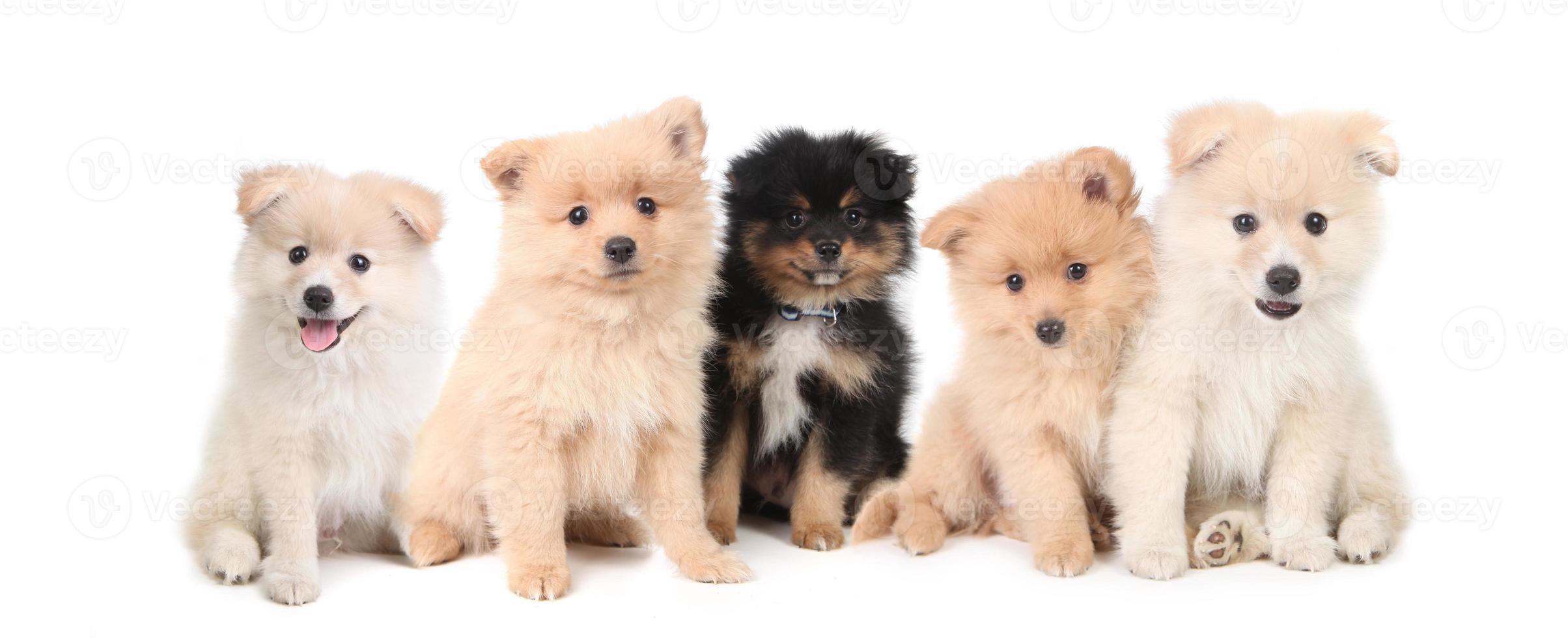 Pomeranian Puppies LIned up on White Background photo