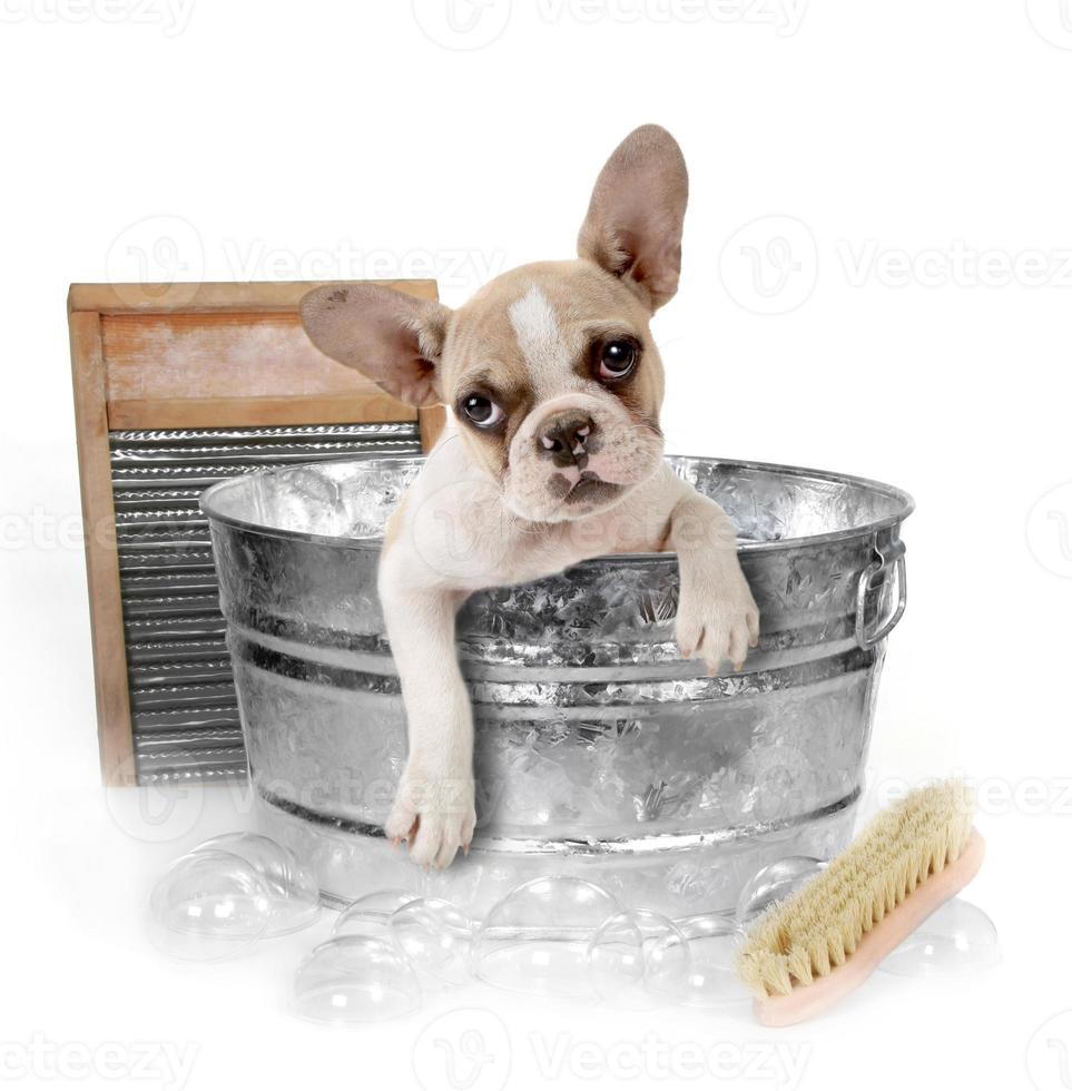 Dog Getting a Bath in a Washtub In Studio photo