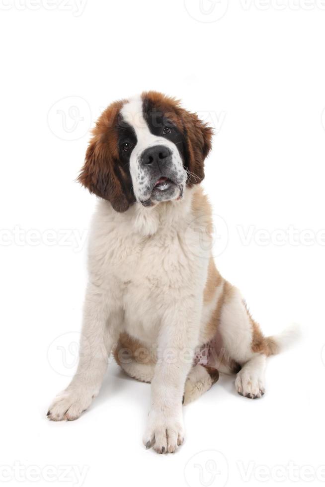 Saint Bernard Puppy Sitting Down With Head Tilted photo