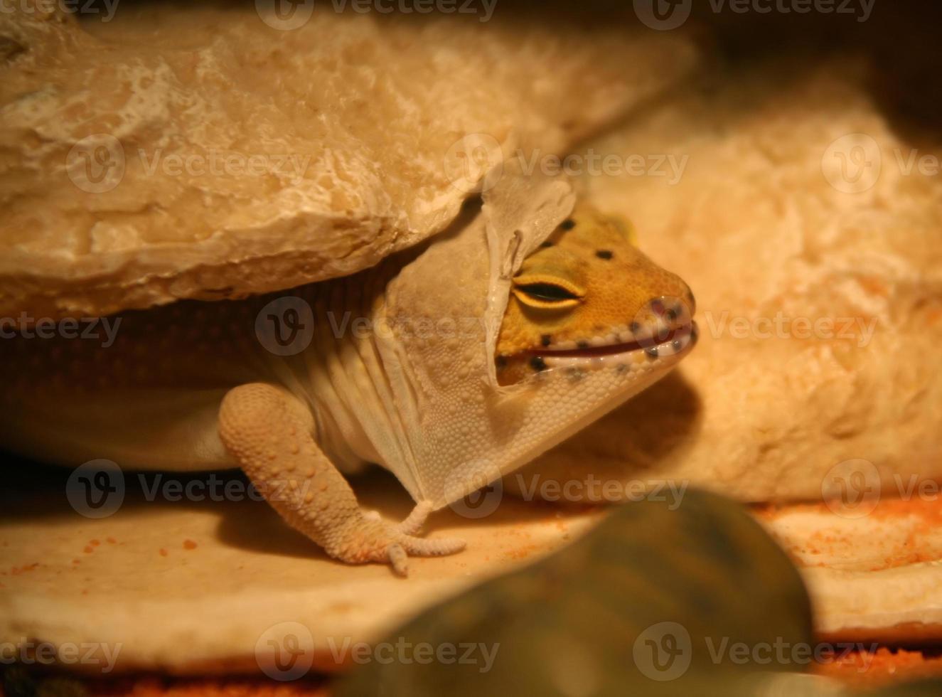 Shedding Leopard Gecko photo