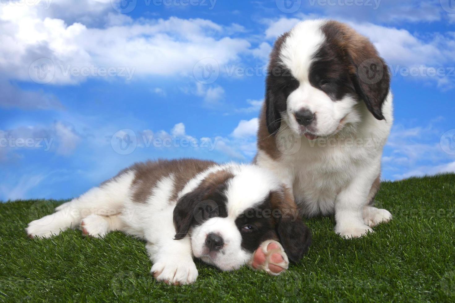 Portrait of Saint Bernard Puppies photo