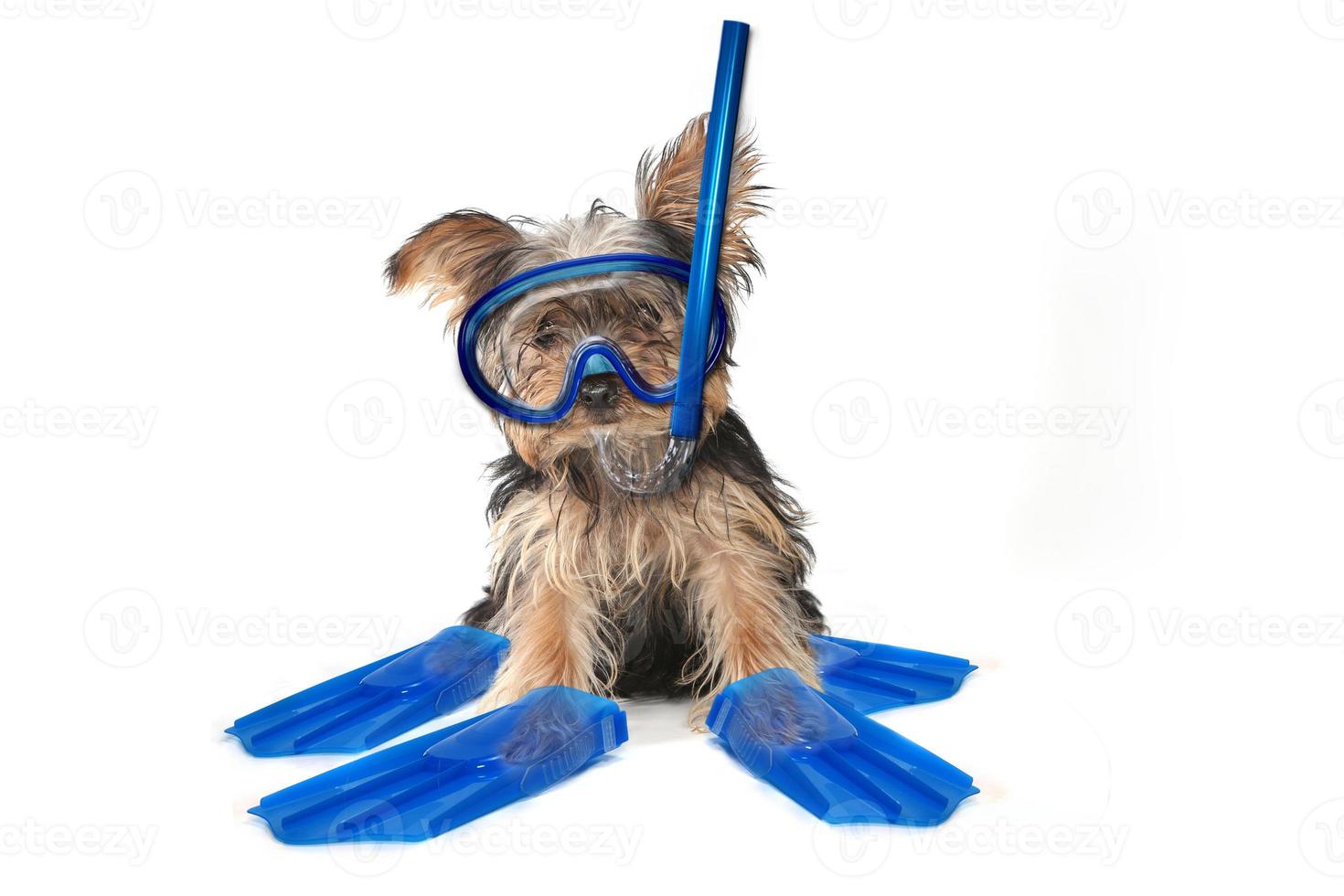 Beach Themed Yorkshire Terrier photo