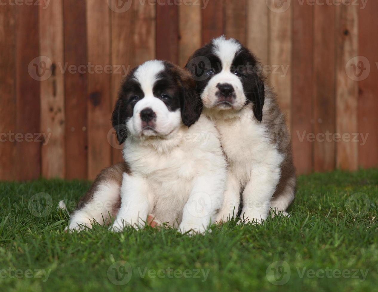 Portrait of Saint Bernard Puppies photo