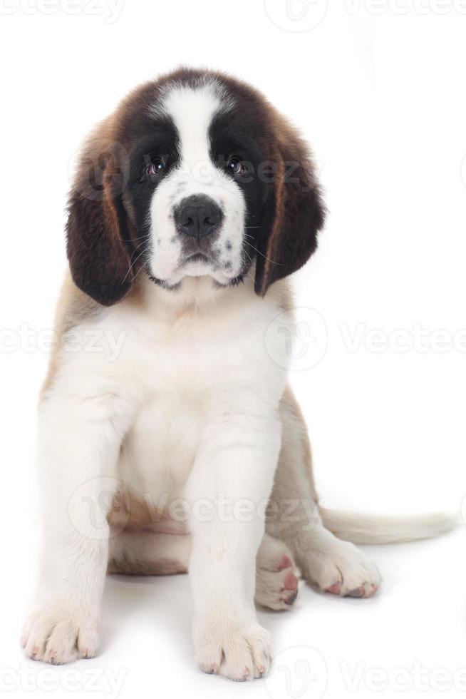 Sweet Puppy Saint Bernard on a White Background photo