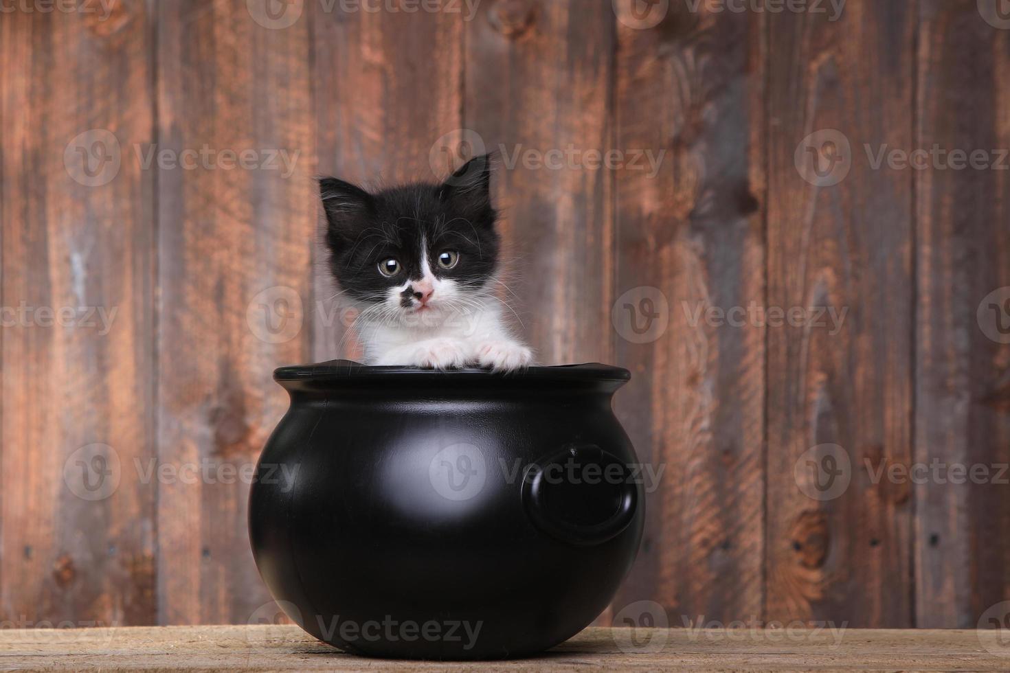 Adorable gatito en caldero de Halloween sobre fondo de madera foto