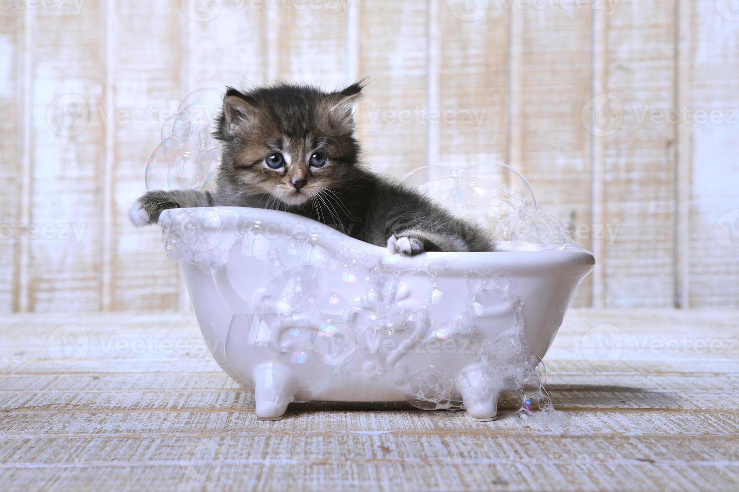 Lindo gatito adorable en una bañera relajante foto