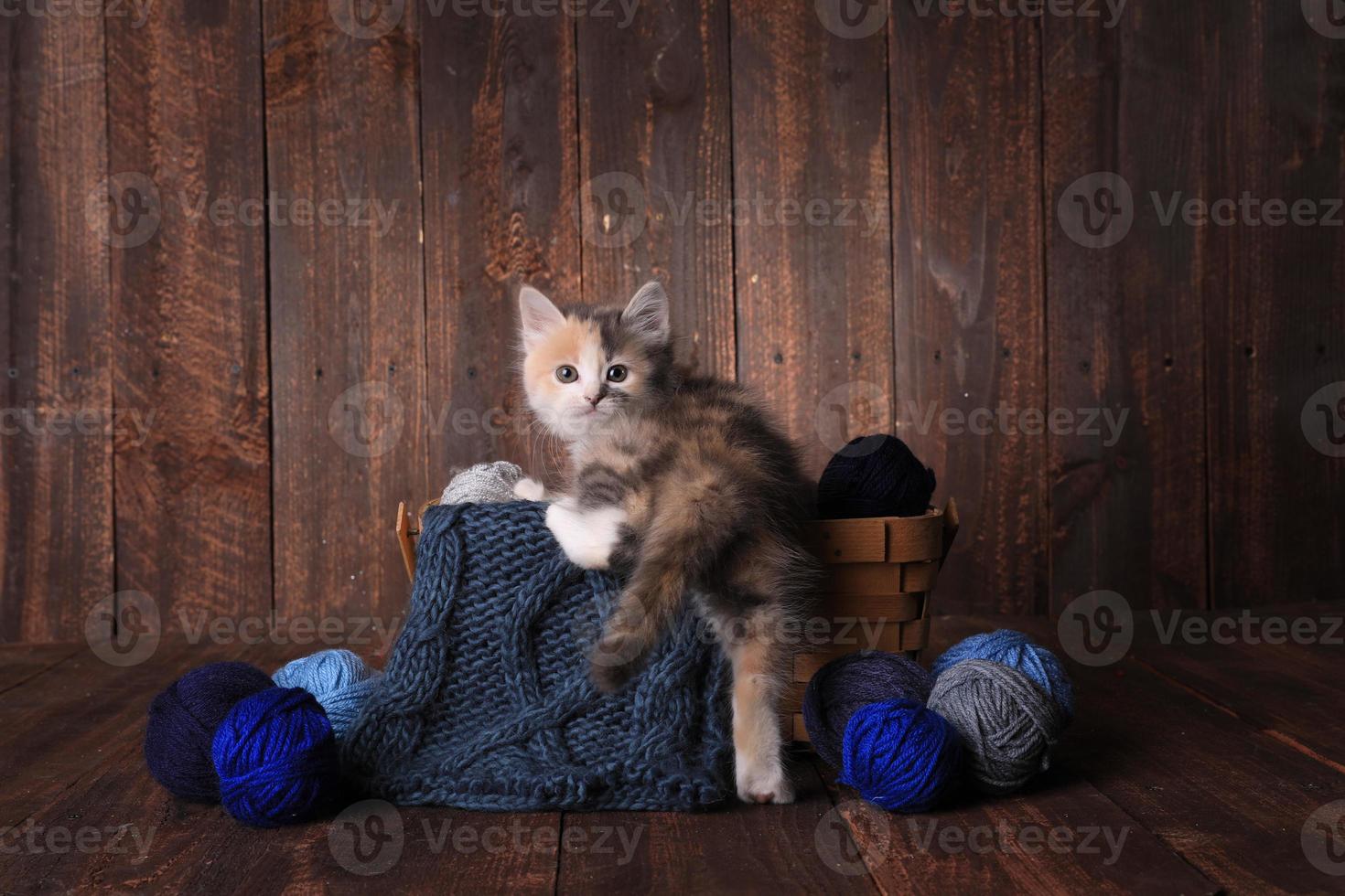 Cute Adorable Kitten photo