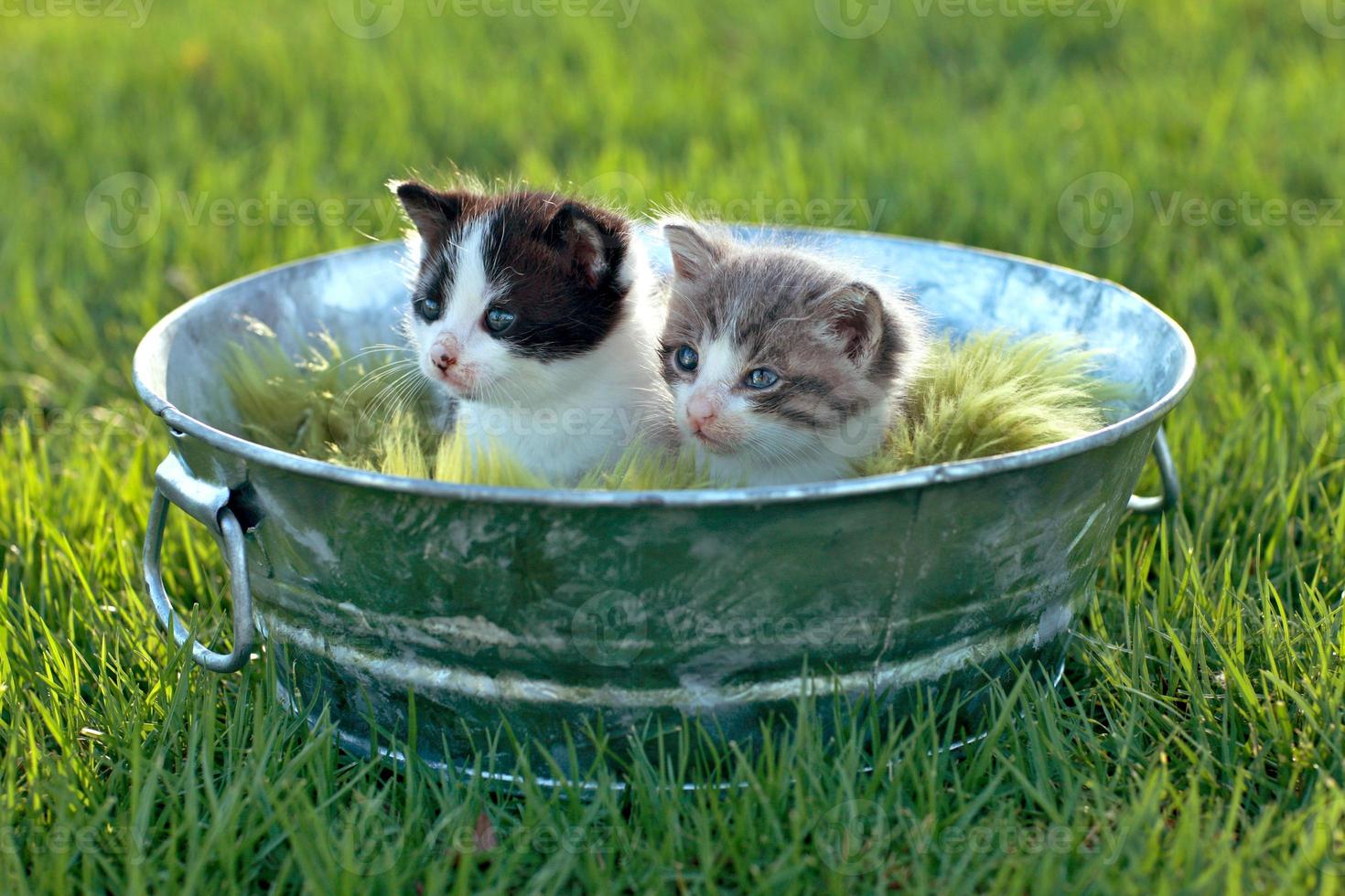 gatitos al aire libre con luz natural. foto