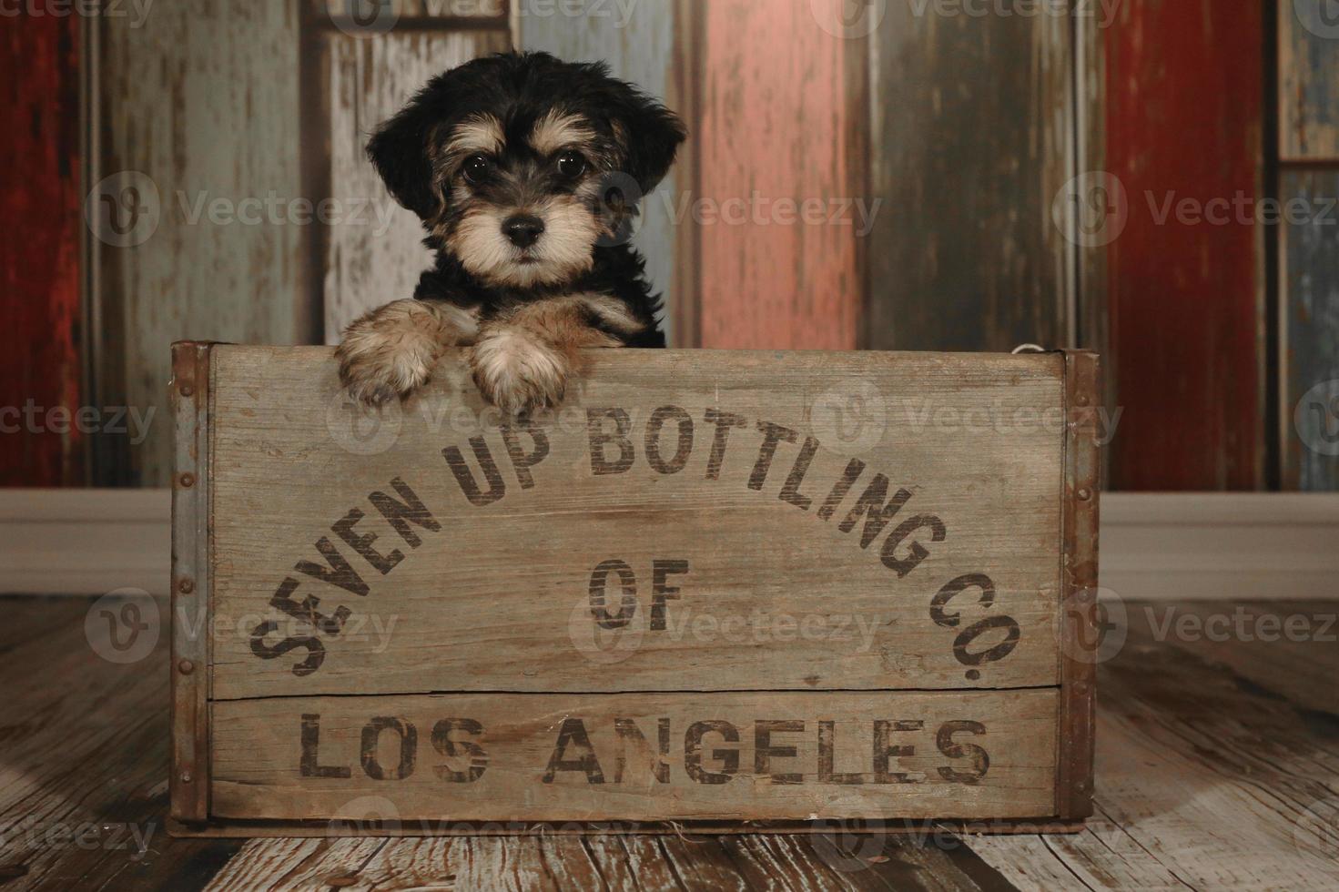 Cute Teacup Yorkie Puppy in Adorable Backdrops and Prop for Calendar or Cards photo