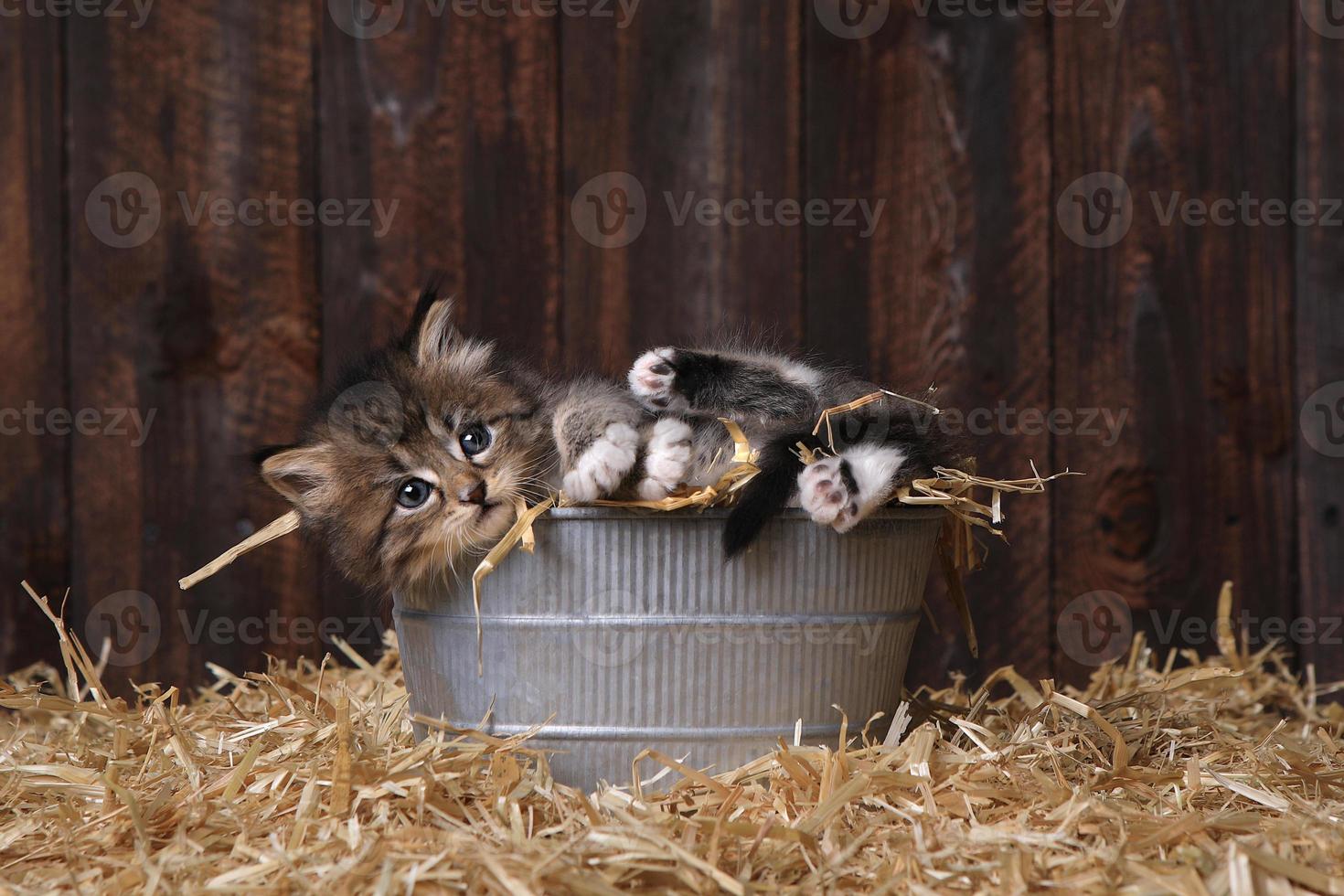 Lindos y adorables gatitos en un granero con heno foto