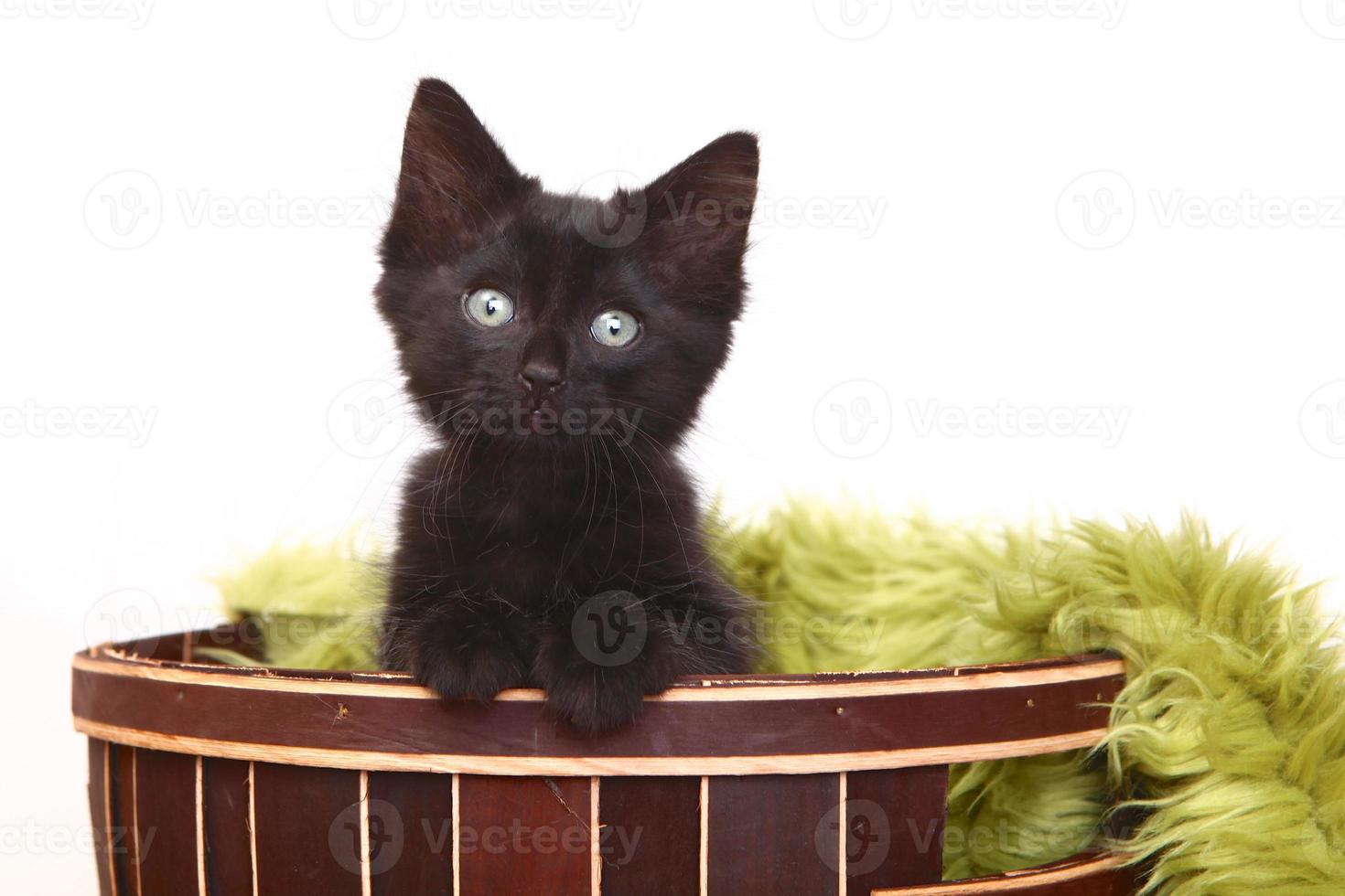 Curious Cute Kitten Inside a Basket on White photo