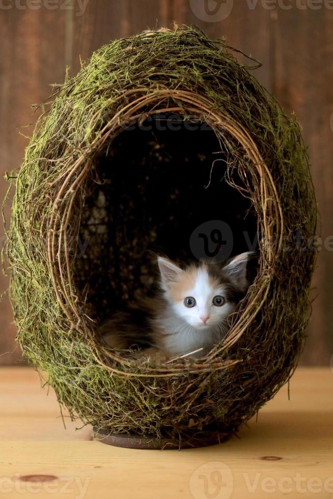 Gatito calicó dentro de un huevo de hierba sobre fondo de madera foto