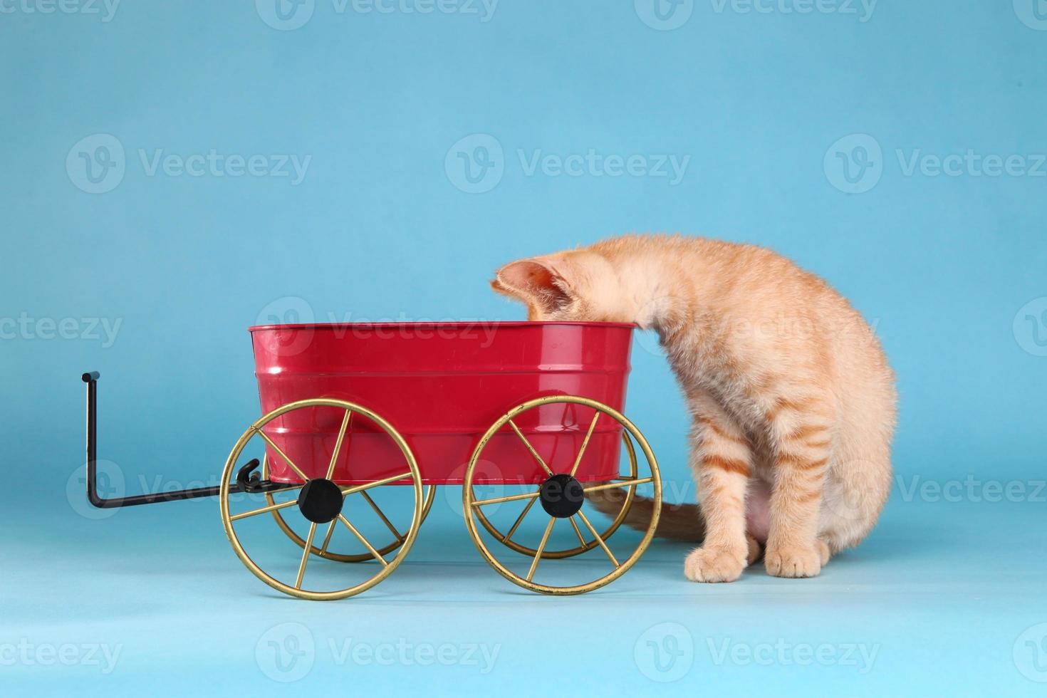 Gatito atigrado naranja en estudio foto