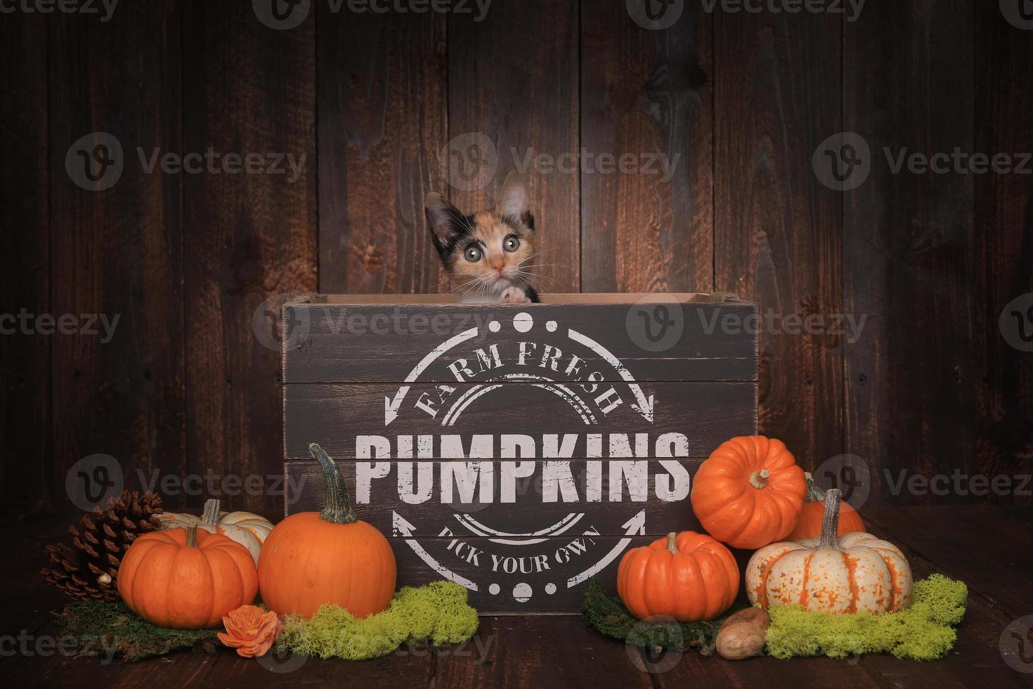 Thankgiving Kittens in Pumpkin Themed Setting photo