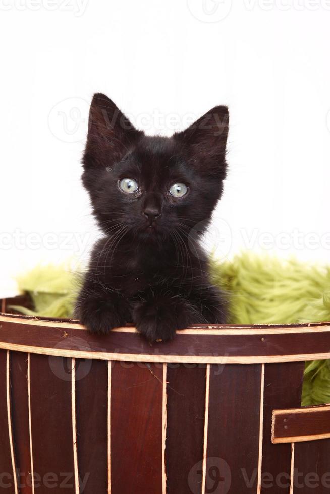 Curious Cute Kitten Inside a Basket on White photo