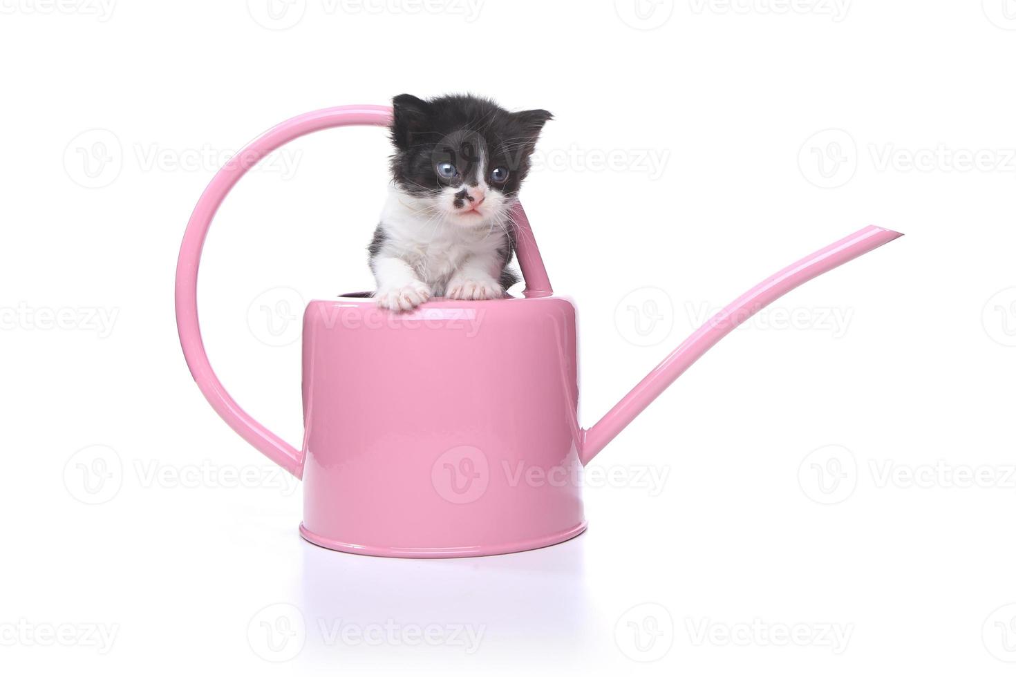 Cute 3 week old Baby Kitten in a Garden Watering Can photo