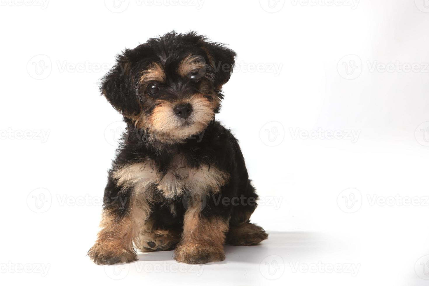 Tiny Miniature Teacup Yorkie Puppy on White Background photo