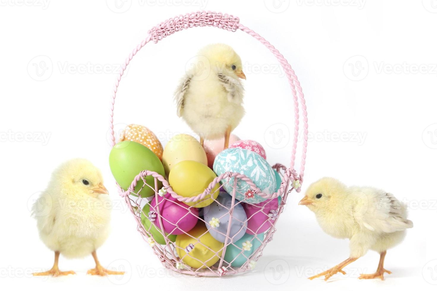 Holiday Themed Image With Baby Chicks and Eggs photo
