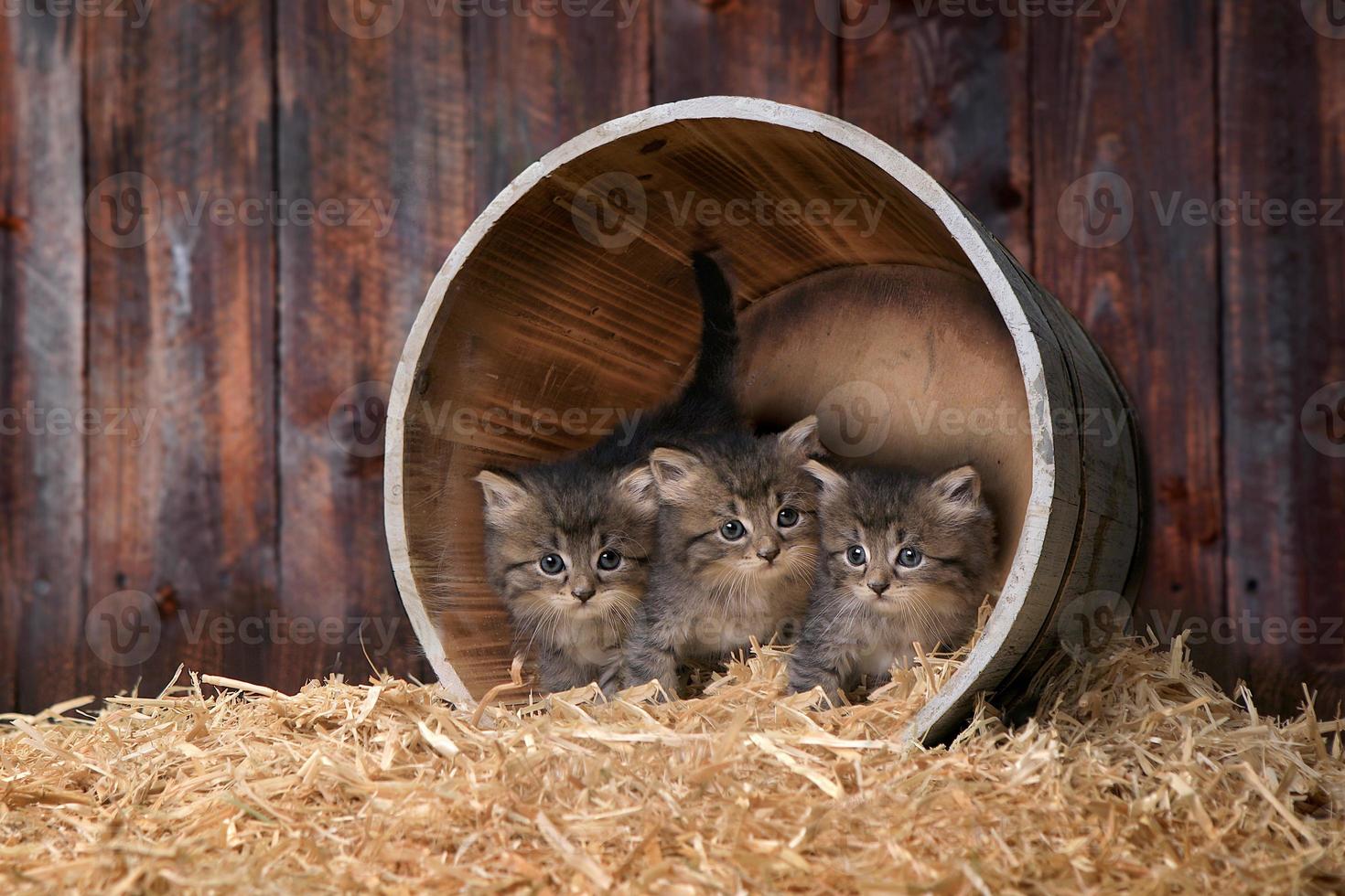 Lindos y adorables gatitos en un granero con heno foto