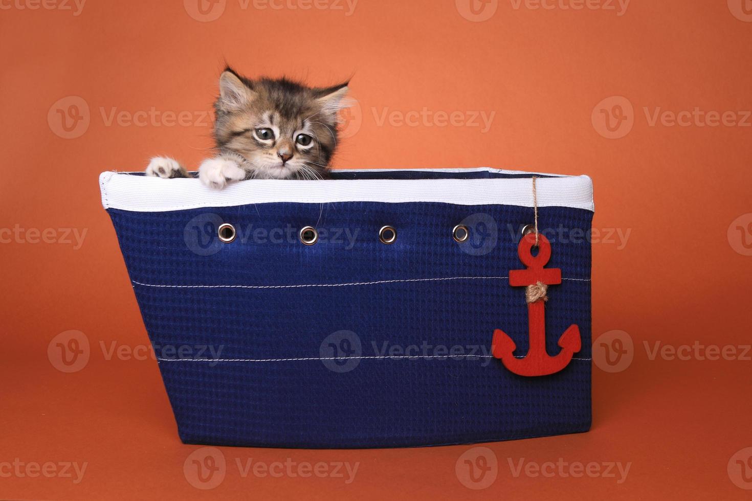 gatito maincoon con ojos grandes foto