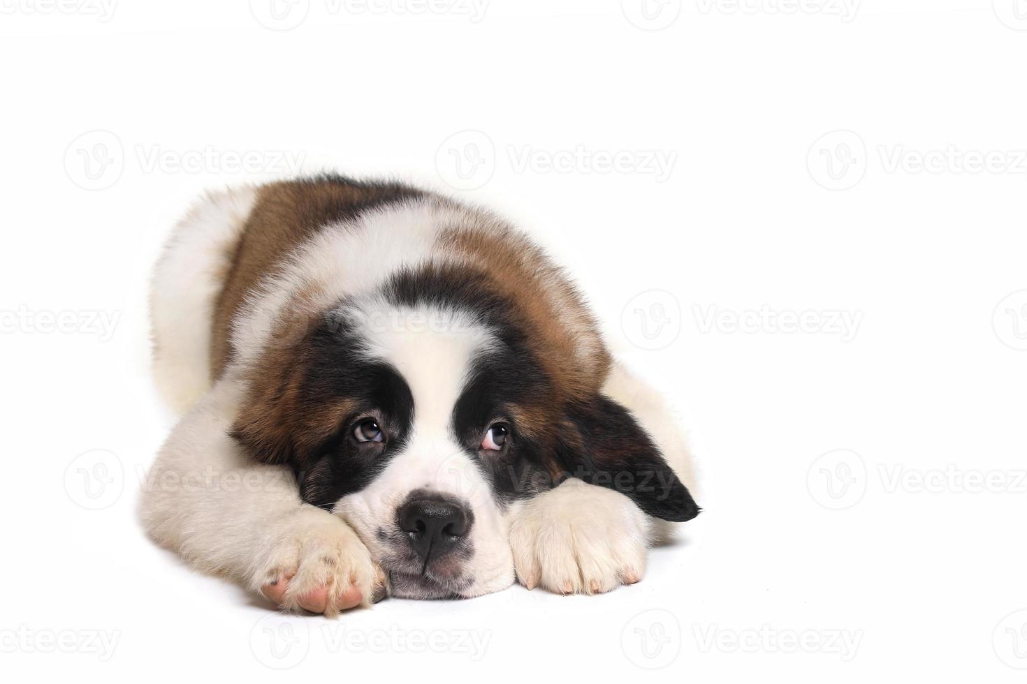 cachorro de san bernardo con expresión dulce foto