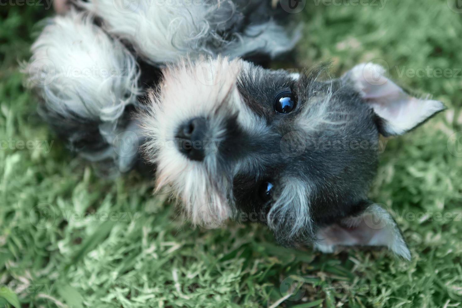 Cachorro Schnauzer miniatura al aire libre foto