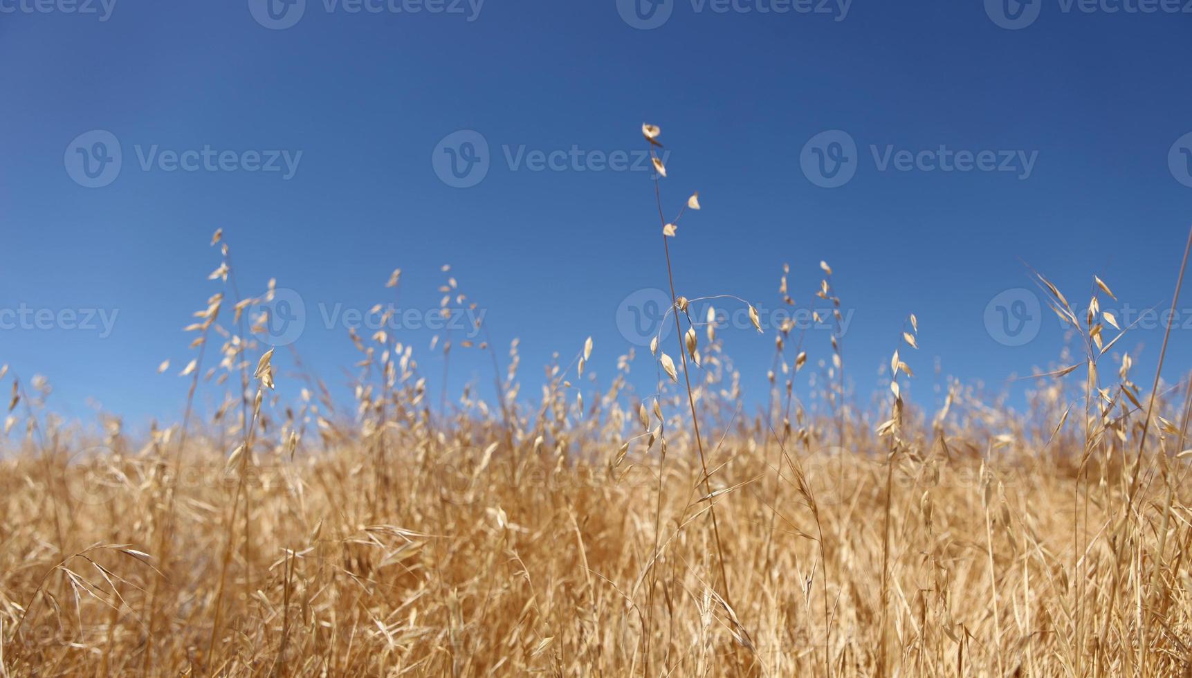 campo de trigo dorado brillante con un hermoso cielo foto