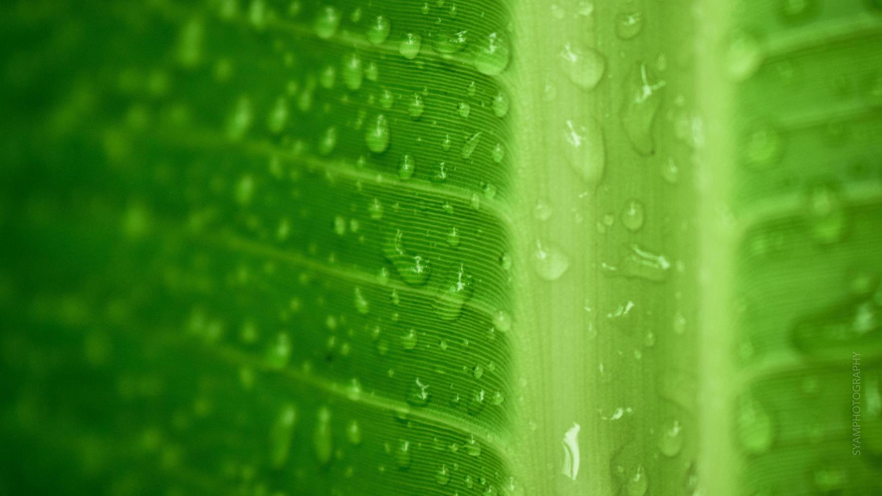 hojas de plátano con gotas de lluvia foto