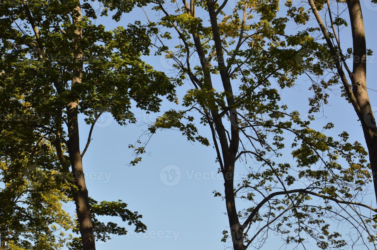 bosque verde de verano en la luz del sol foto