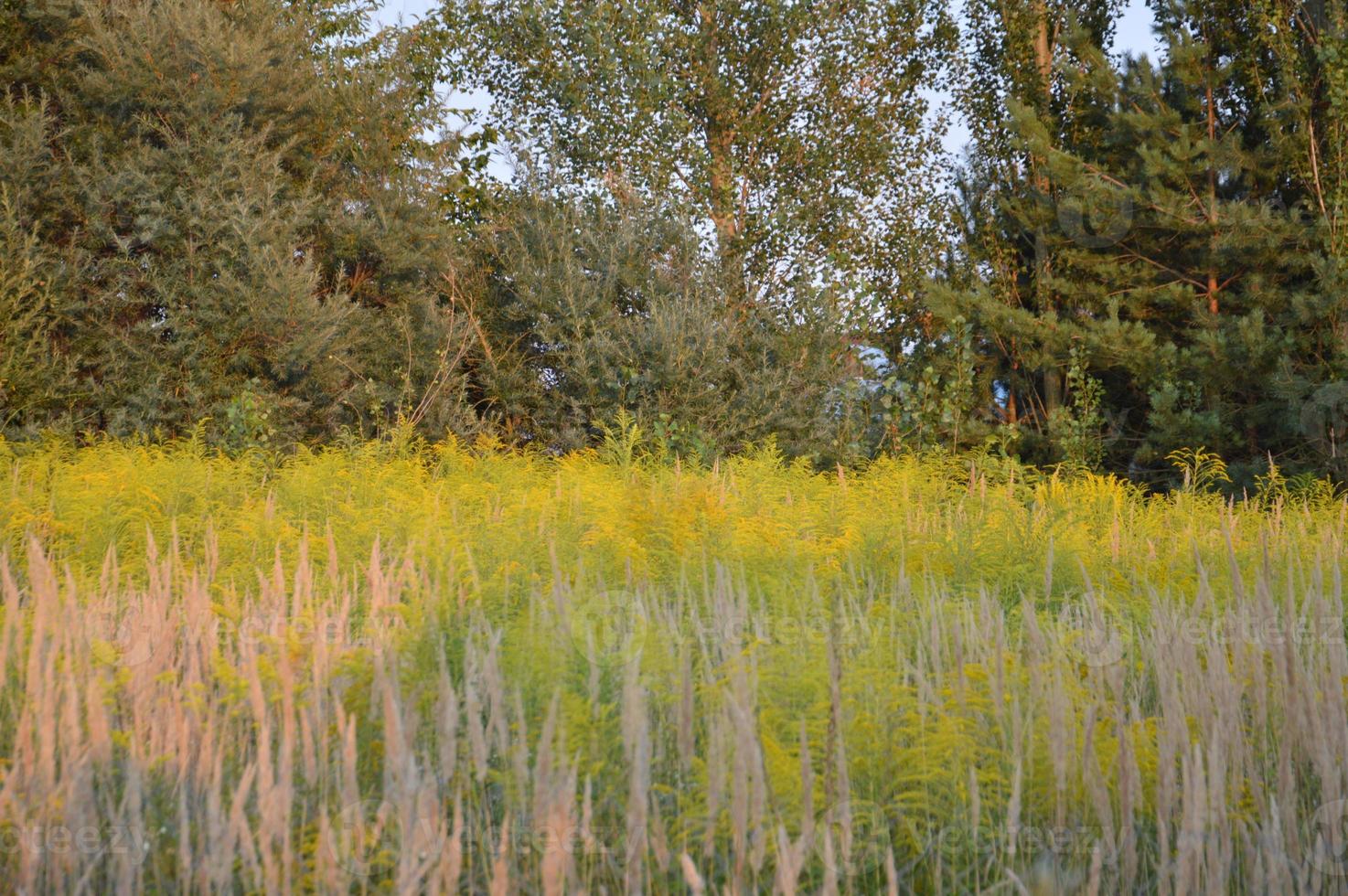 La hierba del campo crece en el verano en el pueblo. foto