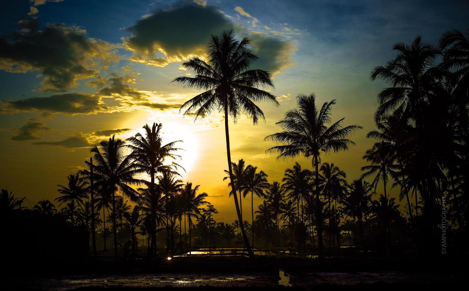 la belleza de la vista de las palmeras y el río en los campos de arroz foto