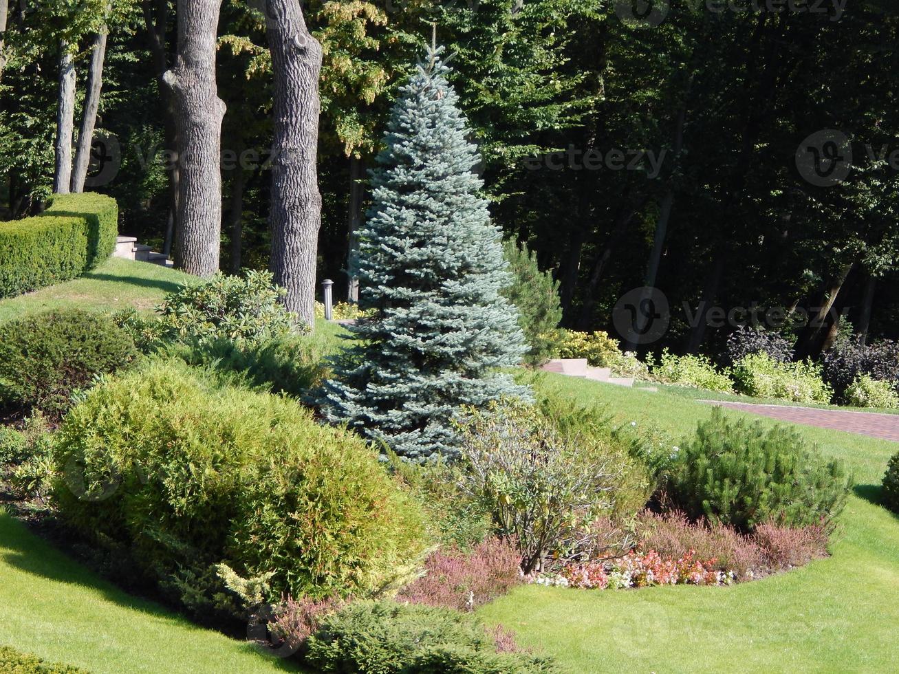 diseño de paisaje y composición de plantas de jardín. foto