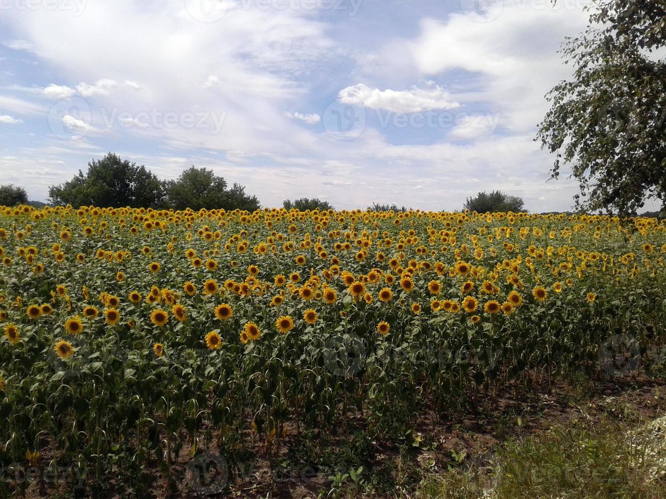 Field of sunflowers texture photo