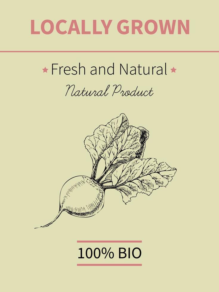 Vector mano dibujo boceto de banner de planta. producto alimenticio ecológico. Ilustración de vector vintage de remolacha.