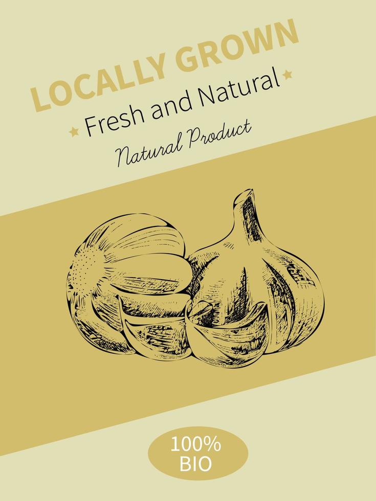 Vector hand drawing sketch of plant banner. Eco food product. Vintage vector illustration of garlic.