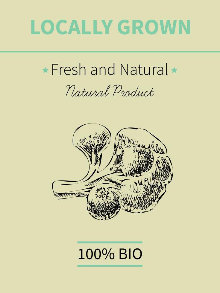 Vector mano dibujo boceto de banner de planta. producto alimenticio ecológico. Ilustración de vector vintage de brócoli.