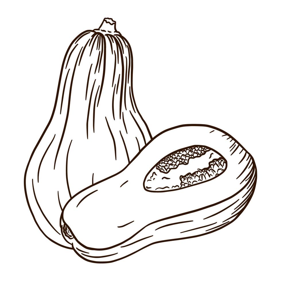 Line Art Ripe Butternut Squash Illustration. Autumn pumpkin Icon. Fresh gourd sketch. Element for autumn decorative design, halloween invitation, harvest, sticker, print, logo, menu, recipe vector