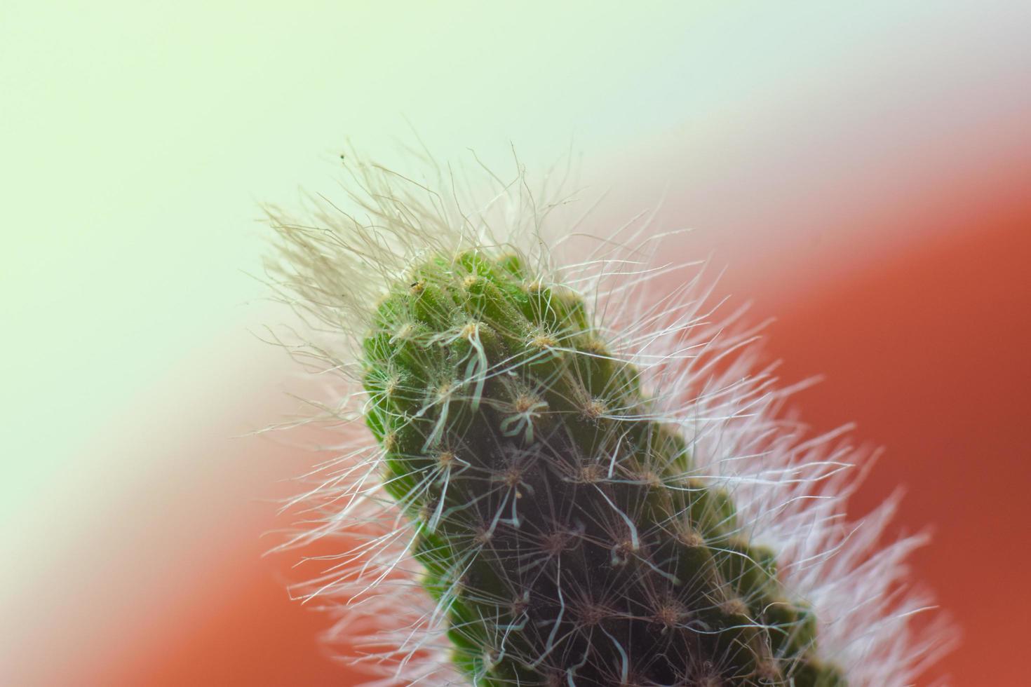Macro photo of cactus tree with feathers