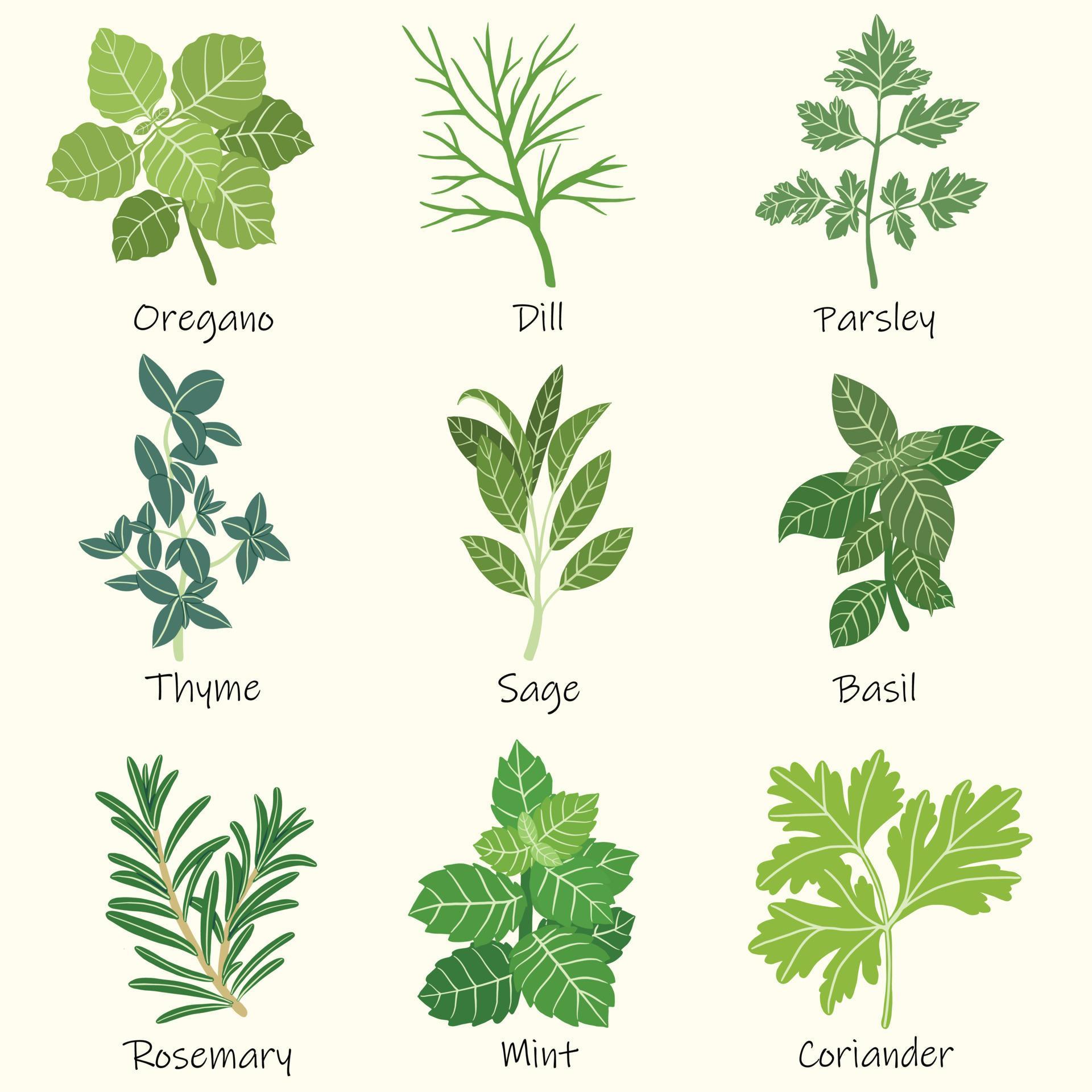 Doodle freehand sketch drawing of culinary herbs. 3638979 Vector Art at Vecteezy