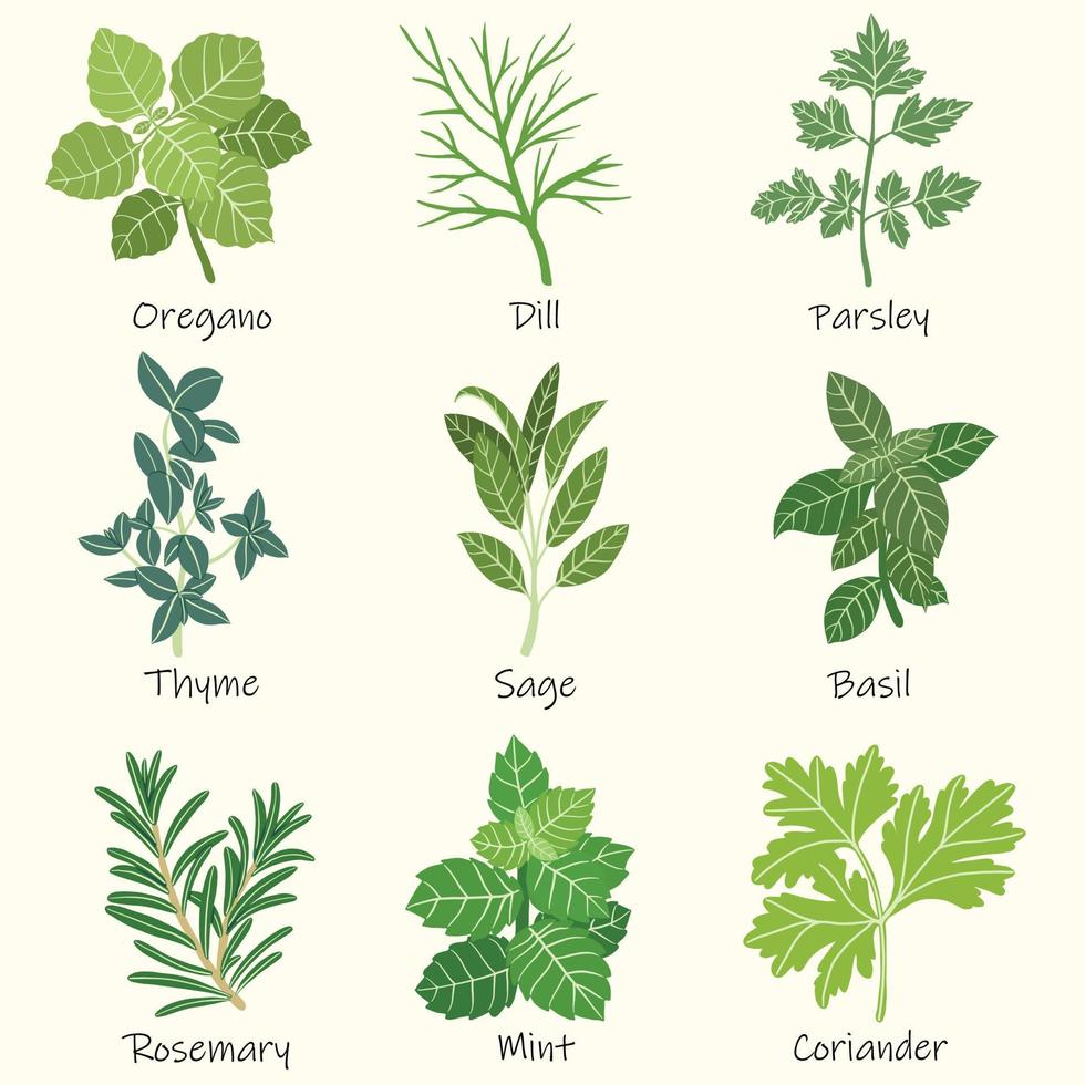 Doodle freehand sketch drawing of culinary herbs. vector