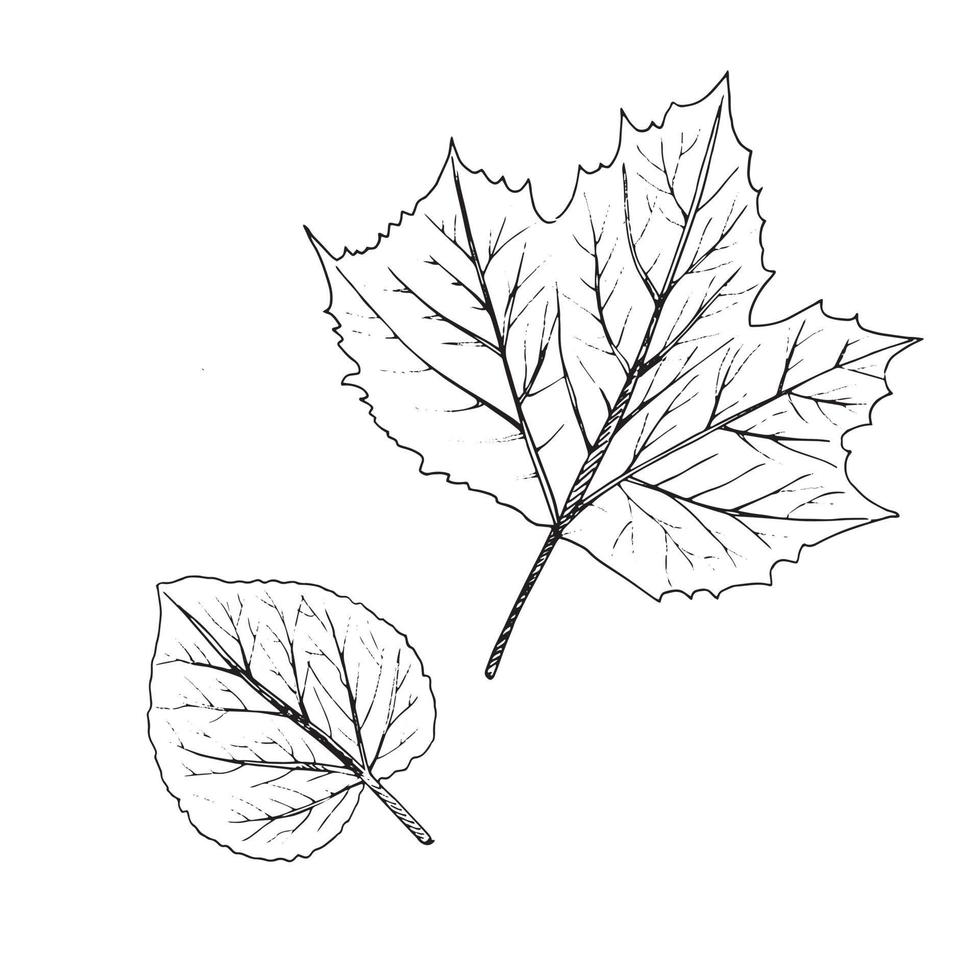 Vector hand-drawn illustration of leaves. A detailed sketch of the leaves in the retro style, hand-drawn. Vintage sketch element for the design of labels, packaging and postcards.