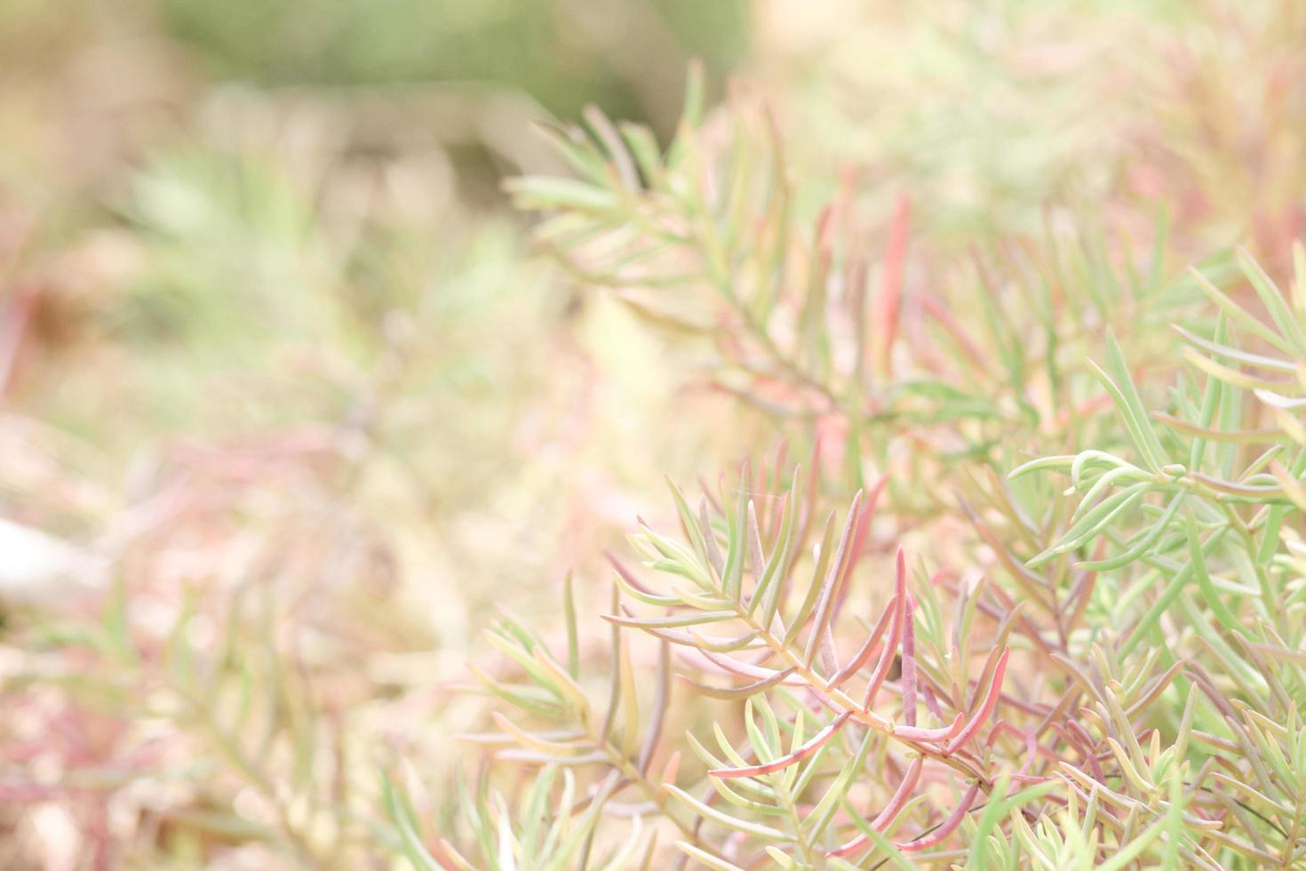Beautiful red grass 3639548 Stock Photo at Vecteezy